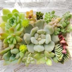 多肉植物 カット苗 詰め合わせセット☆のサムネイル