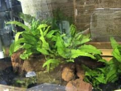 ミクロソリウム新芽(年末価格)のサムネイル
