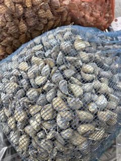 青森県産 福地ホワイト六片 にんにく 種用 中 ２キロ 消毒済みのサムネイル