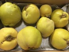 マルメロのサムネイル