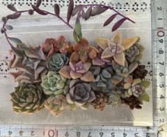 多肉植物寄せ植えセット•カット苗のサムネイル