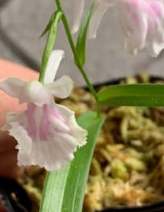 37 ウチョウラン 羽蝶蘭 球根 5個のサムネイル