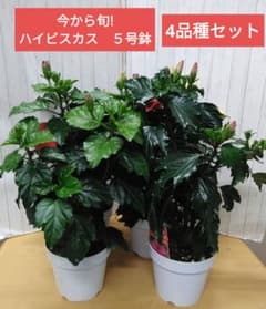 ハイビスカス 5号鉢 4品種セット - メルカリ