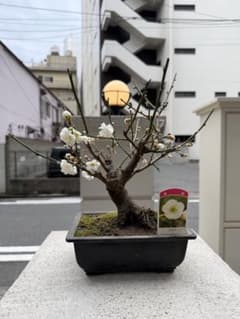 【最終値下げ】本物 生木 盆栽｜寒梅 玉牡丹｜ミニ盆栽｜現品限りのサムネイル