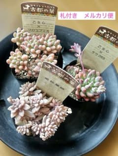 古都の葉さん多肉セット　現品　多肉植物のサムネイル
