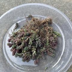 多肉植物　セダム　パープルヘイズ抜き苗のサムネイル