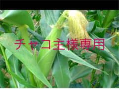 トウモロコシ専用のサムネイル