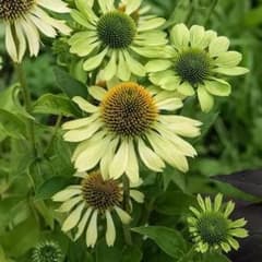 [Hard] Echinacea 'Aranz Pride' Perennial Wildflower