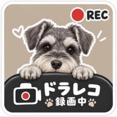 カーステッカー 防水 ドラレコ 録画中 正方形 ミニチュアシュナウザーのサムネイル