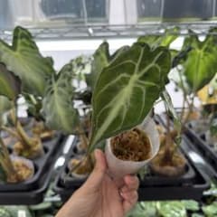 アロカシア ヴェノム Alocasia 'Venom' 管理番号m7 | Shop at