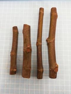 イチジク挿し木用穂木　「ピエドブーフ」４本のサムネイル
