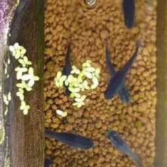 アオウキクサ（メダカ飼育内の繁殖）のサムネイル