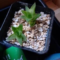ハオルチア 京の華 ２株のサムネイル