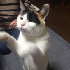 とものり様専用のサムネイル