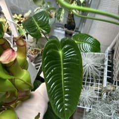 ✴︎人気アンスリウム ベイチー✴︎葉23センチ ポットごと速達 植え