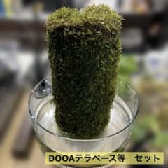 DOOA テラベース230 セット ジャワモス活着済み DOOA テラベース230 セット ジャワモス活着済み - メルカリ