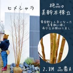 逸品。ヒメシャラ株立1.9M(鉢底から)品番A 逸品。ヒメシャラ株立1.9M(鉢底から)品番A