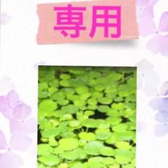 まっつん様専用！のサムネイル