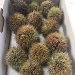 いが栗のサムネイル