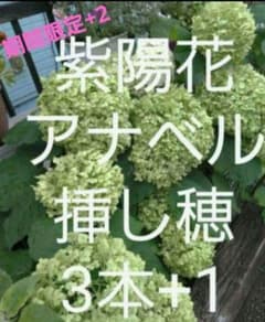 期間限定+2本追加紫陽花アナベル白の挿し穂　3本+1本+2本計6本のサムネイル