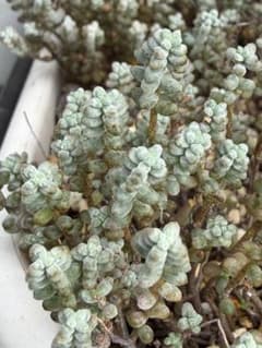 多肉植物 セダム 木立性ブレビフォリウム そよ風の天使 10カット