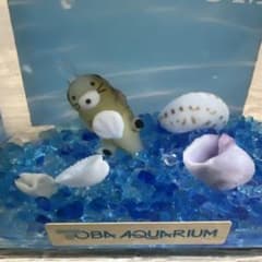オウムガイ 貝殻 標本 ガラスドーム付 インテリア オブジェ | ซื้อที่