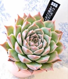 エレガンスラパス(B×A)×中里リンゼアナ札付きポットごとメルカリ便SSS