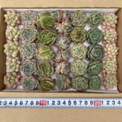 多肉植物 7種類 カット苗 詰め合わせ - メルカリ