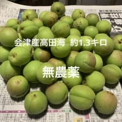 会津産高田海　無農薬無消毒青梅　約1.3キロのサムネイル