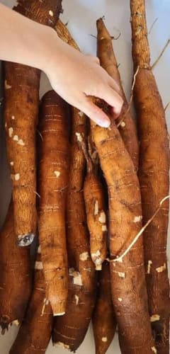 キャッサバ芋　10KGのサムネイル