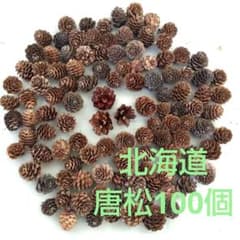 松ぼっくり唐松 15~28mm径 100個、赤松3個の特別セット品 ２セット限定のサムネイル