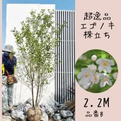 超美形。エゴノキ株立ち2.2M(鉢底から)品番B - メルカリ