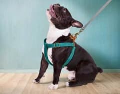 小型犬用　ハーネスのサムネイル