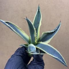 M*A様 アガベ サルミアナ フェロックス リップルエフェクト 強烈波状葉 荒棘 アガベ サルミアナ フェロックス リップルエフェクト 強烈波状葉 荒棘