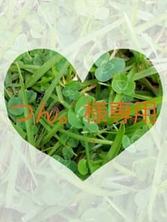 エンジェリーベ♡オールインワンのサムネイル