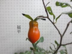 ローヤ柿・福平①（正木・根伏せ）老鴉柿・老爺柿・ロウヤガキ 四種