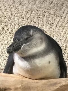 デブジャージ様のサムネイル