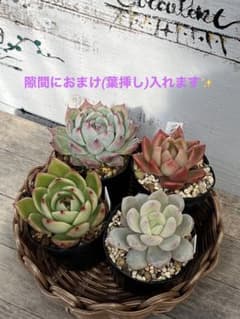 多肉植物 エケベリア 多肉寄せ植えのサムネイル