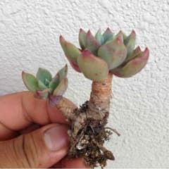 多肉植物，七福美尼。のサムネイル