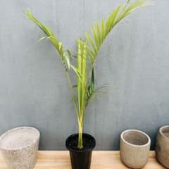現品］【希少】A2 キングパーム ユスラヤシ 観葉植物 大型 室内 8号