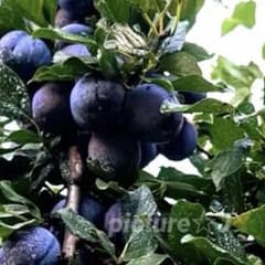★ プルーン ★ フレシュ ★ 夏の日差しを浴びて育っているプルーン達☆*のサムネイル