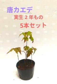 唐カエデ☆ 2 年もの☆5本セット☆もみじミニ盆栽☆もみじ盆栽