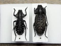 昆虫標本 海外産 ゾウムシ Ggatophorus draco ペア　不完全のサムネイル
