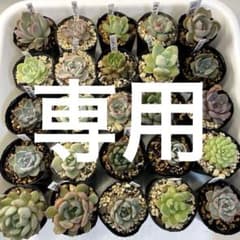 特別セット！ ミックスベリア 4センチポット 25種 オマケ小苗付