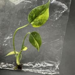 329Monstera Lemon Lime モンステラ レモンライム TC株 - メルカリ