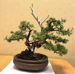 真柏盆栽❗️人気の姿！黒松五葉松 - メルカリ