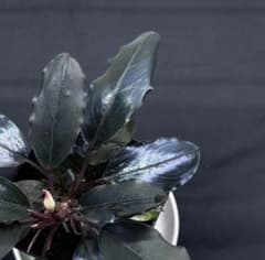 m43169650245_1.jpg?1747492349