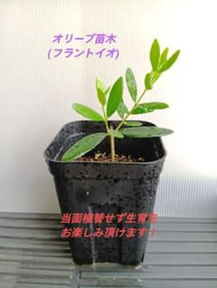 オリーブ苗木 【品種:フラントイオ】 プレステラ鉢のまま発送⑥のサムネイル