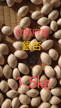 値下げしました！ 京都府産 銀杏 1.5㎏のサムネイル