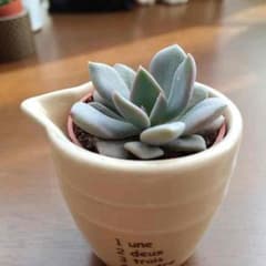 多肉植物 デビーのサムネイル